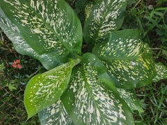 Dieffenbachia