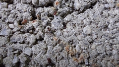 Crematogaster