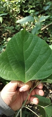 Gmelina arborea