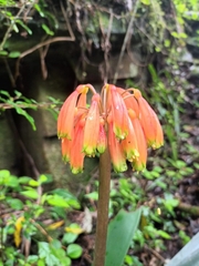 Clivia caulescens