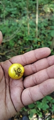 Gmelina arborea