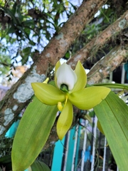 Cycnoches