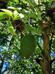 Annona muricata