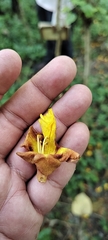 Gmelina arborea