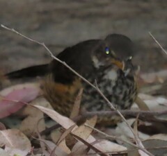 Turdus olivaceus olivaceus