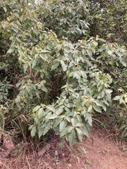 Aristotelia chilensis