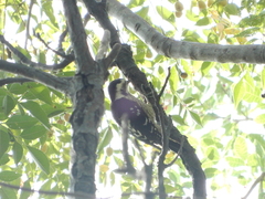 Yungipicus canicapillus