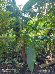 Heliconia latispatha