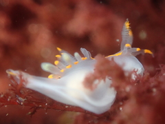 Ancula gibbosa