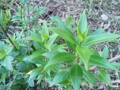 Allamanda cathartica