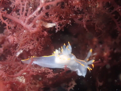 Ancula gibbosa