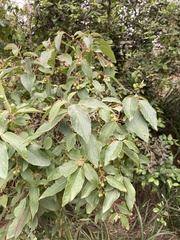 Aristotelia chilensis