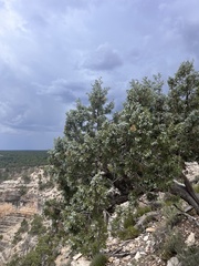 Juniperus osteosperma