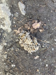 Vespinae