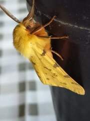 Diacrisia purpurata