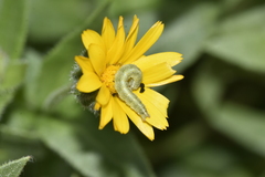 Cucullia calendulae