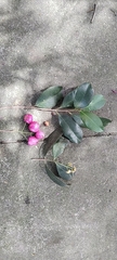 Syzygium paniculatum