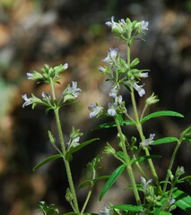 Collinsia childii