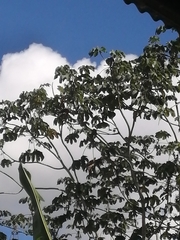 Cecropia peltata