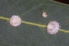 Glycaspis brimblecombei