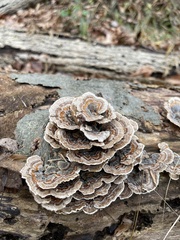 Trametes versicolor