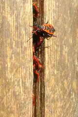 Pyrrhocoris apterus