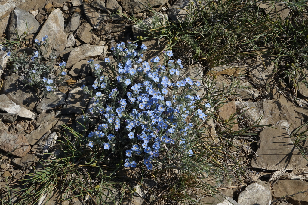 Eritrichieae