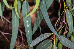 Glycaspis brimblecombei
