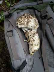 Catathelasma