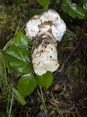 Catathelasma