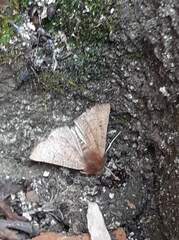 Dasycorsa modesta