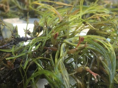 Podostemum ceratophyllum