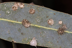 Glycaspis brimblecombei
