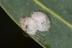 Glycaspis brimblecombei