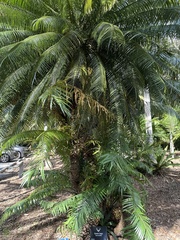 Cycas rumphii