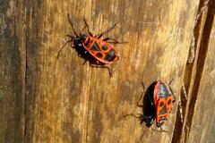 Pyrrhocoris apterus
