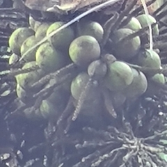 Arecaceae