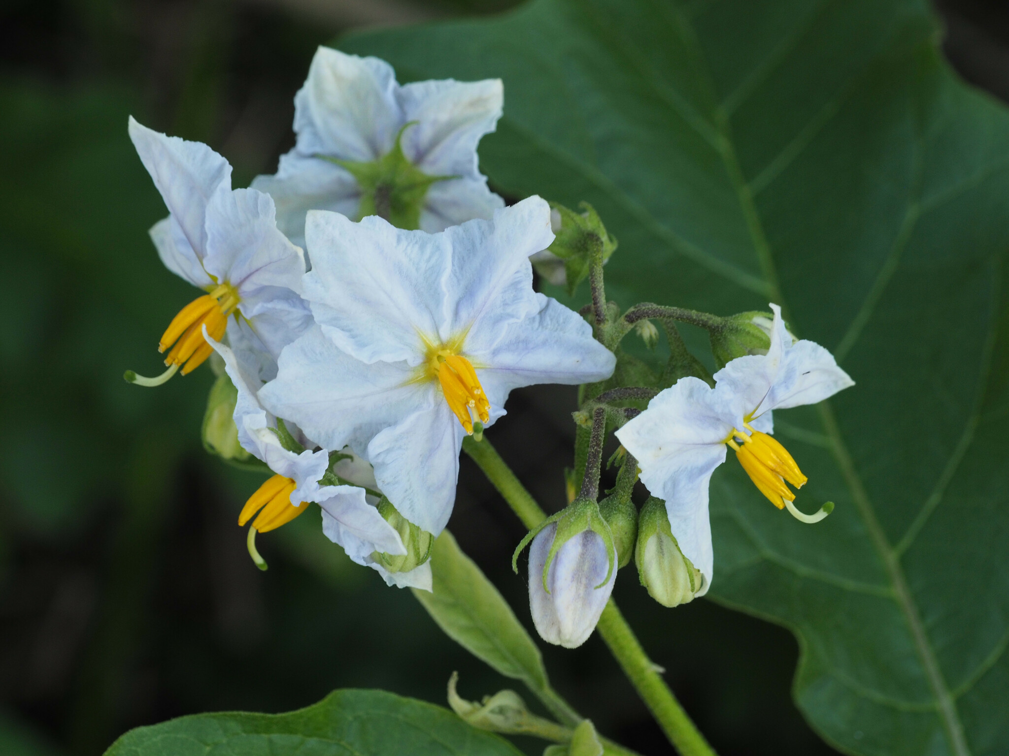 Solanum bonariense