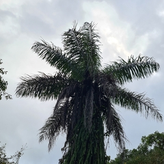 Arecaceae