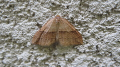 Nothoporinia mediolineata
