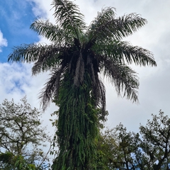 Arecaceae