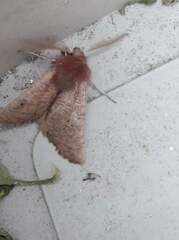 Dasycorsa modesta