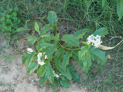Solanum bonariense