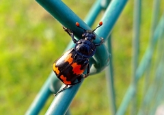 Nicrophorus mexicanus