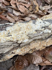 Serpula himantioides