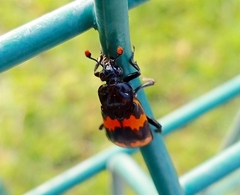 Nicrophorus mexicanus