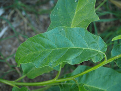 Solanum bonariense