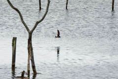 Hydrobates leucorhous