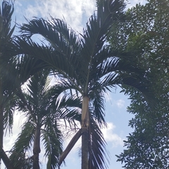 Ptychosperma macarthurii