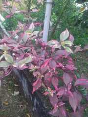 Alternanthera brasiliana